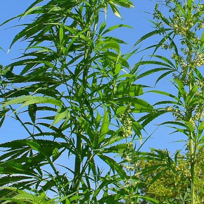 Cannabis growing outdoors