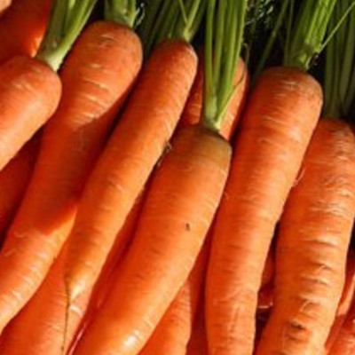 Stack of carrots