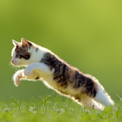 Cat in an extended body position while jumping