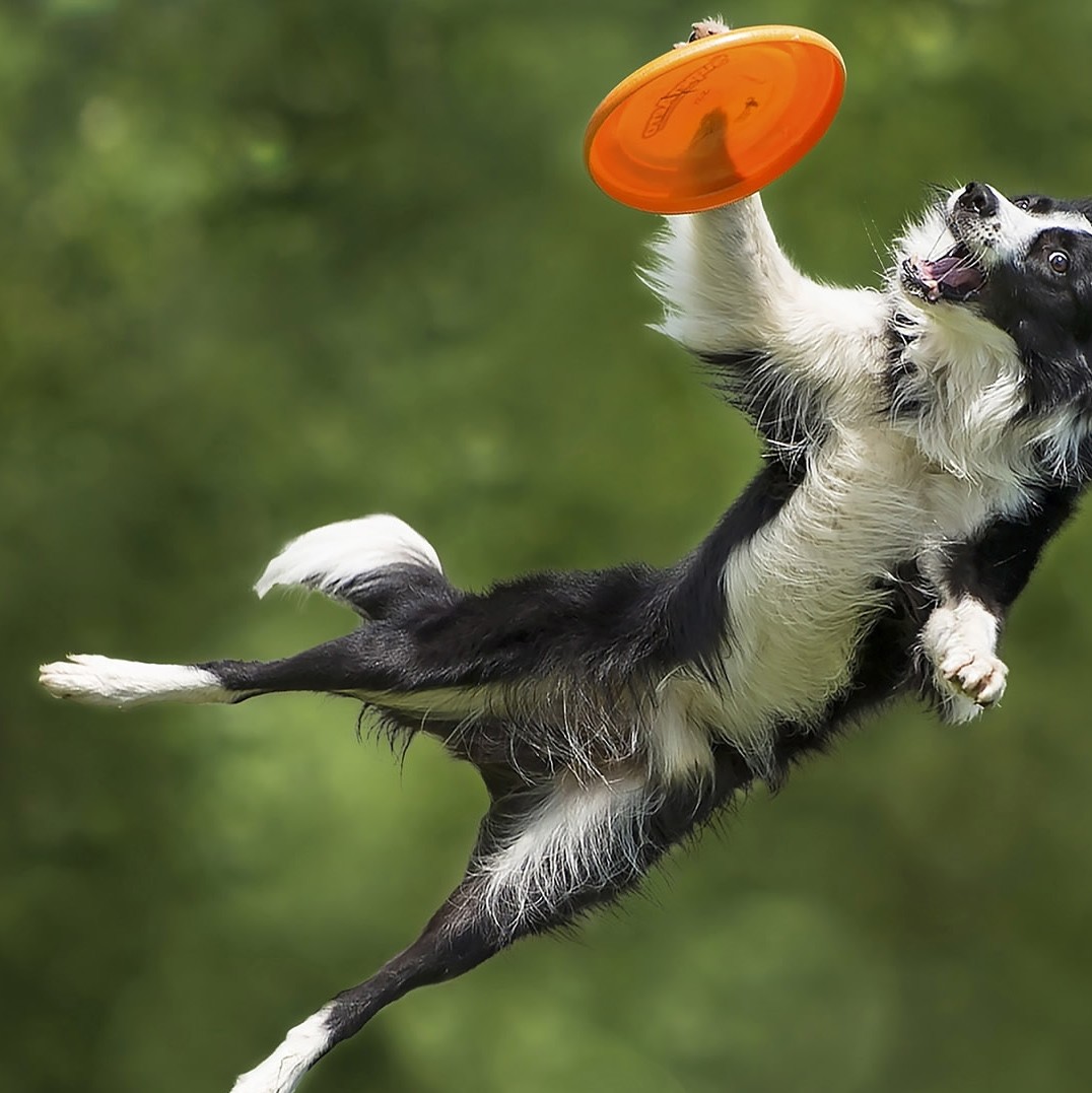 Dog jumping towards a frisbee
