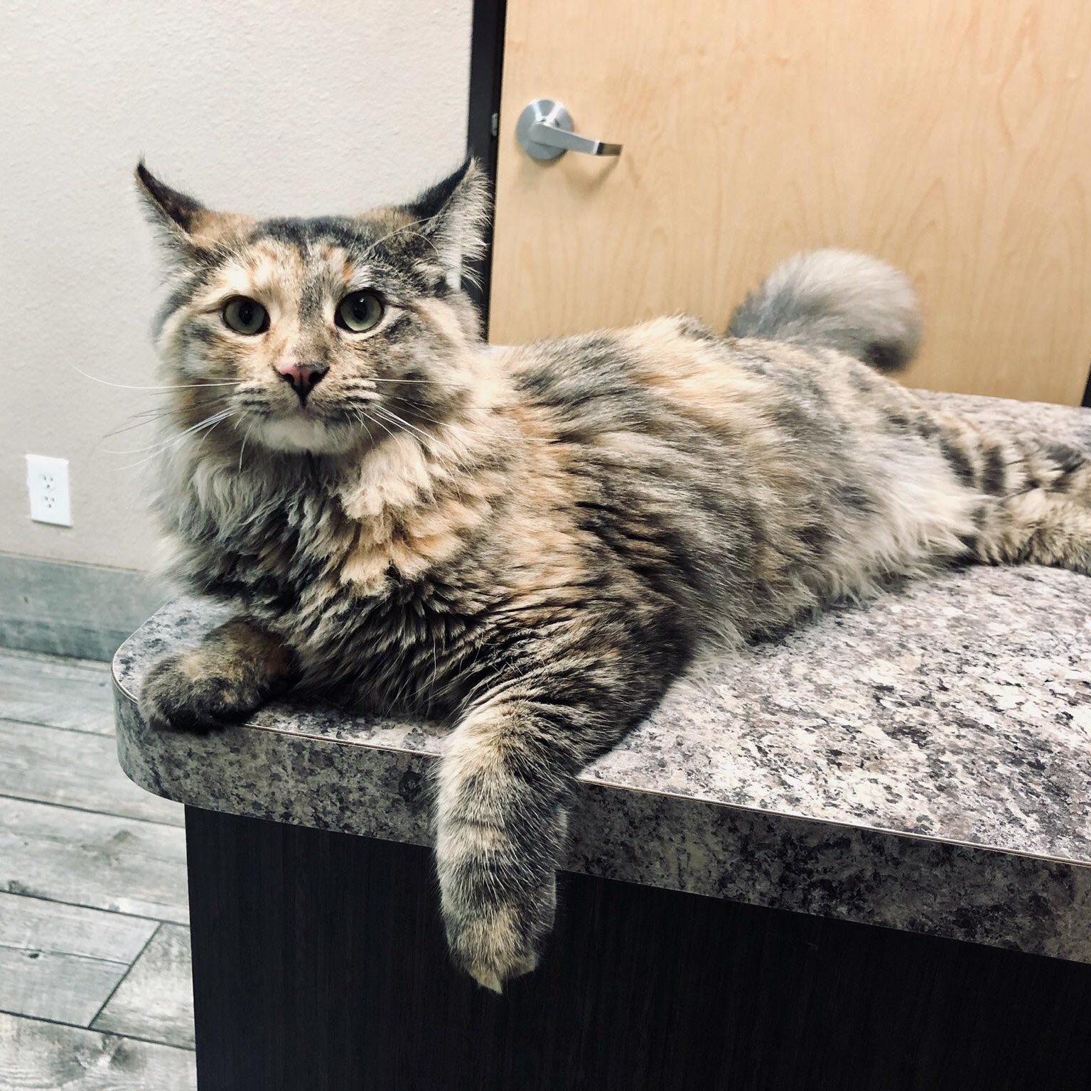 Cat lounging in an area with plenty of people around