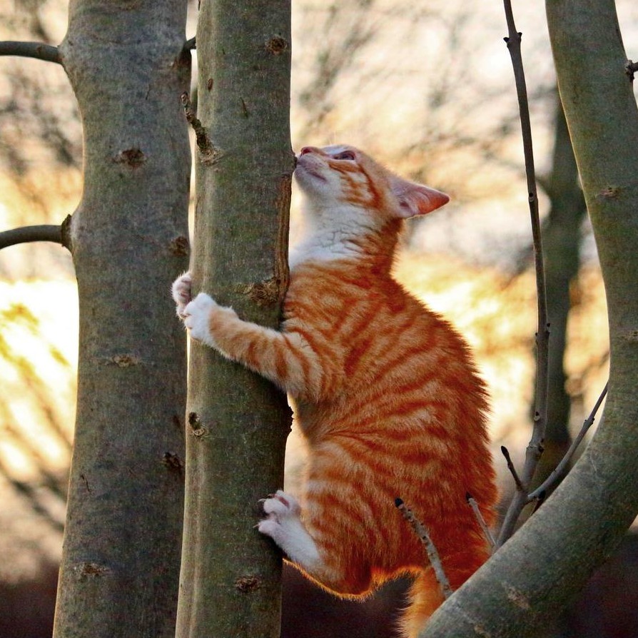 Cat climbing a tree