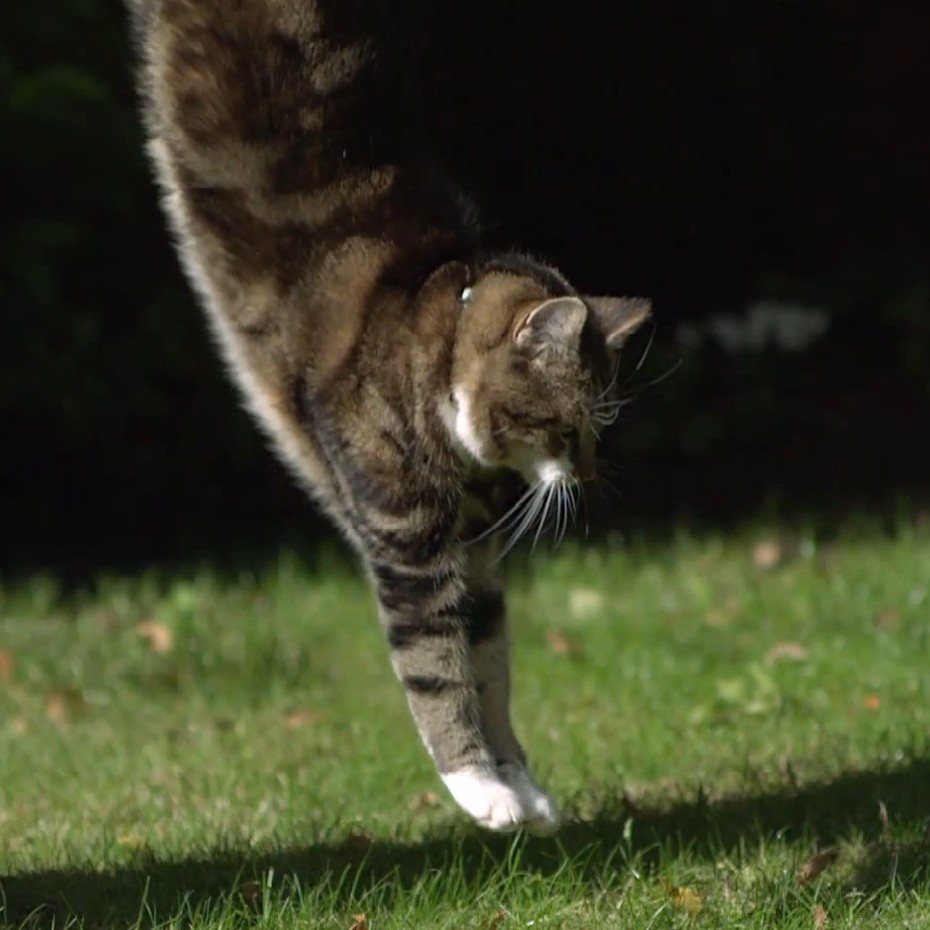 Cat landing feet first