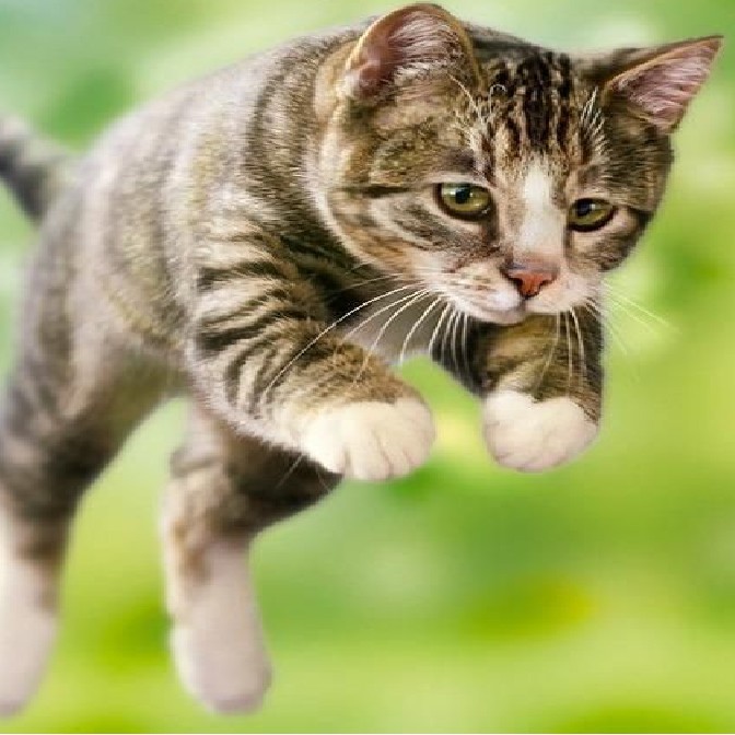 Cat in the air
