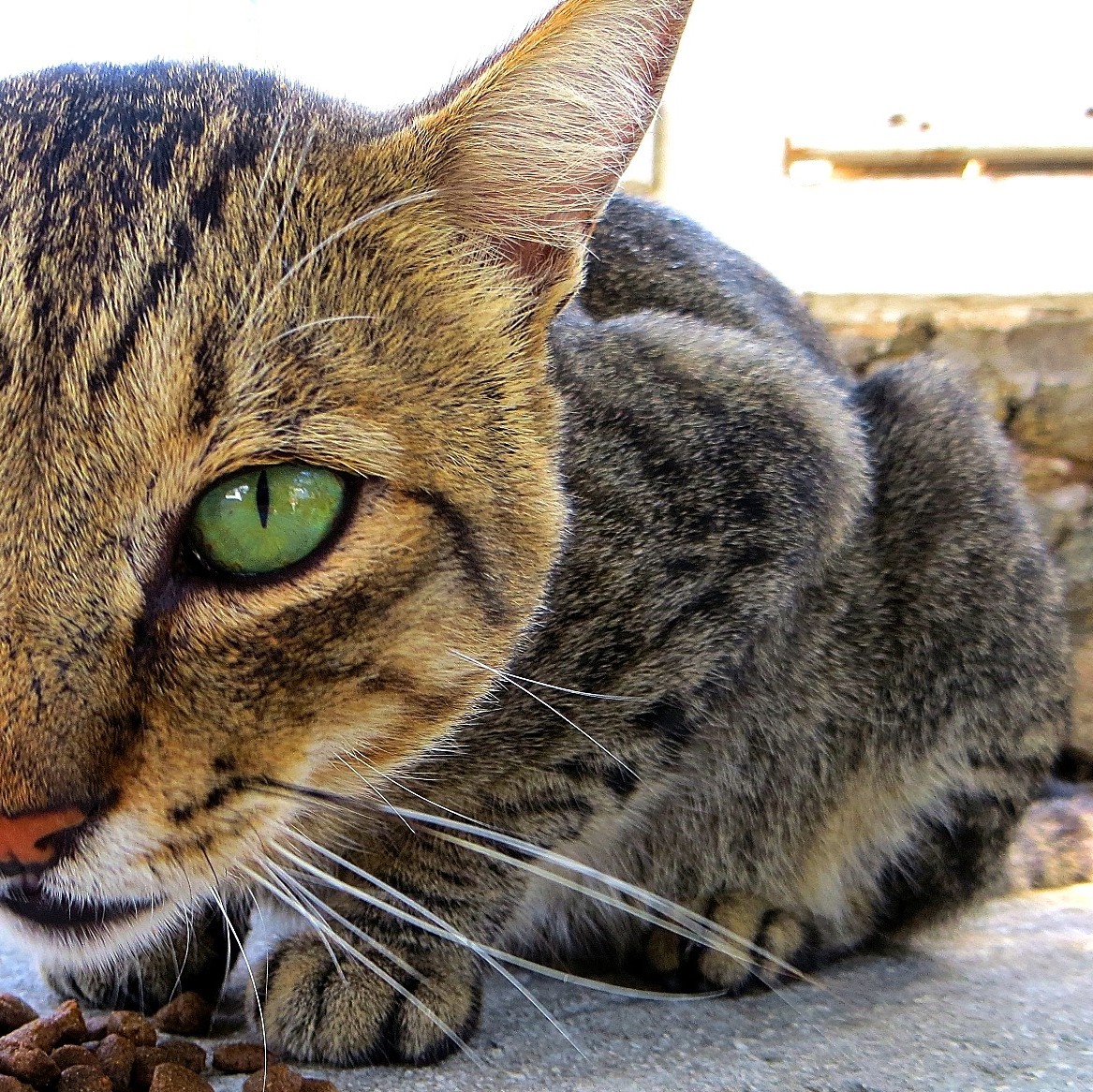 Cat crouching and would be able to launch