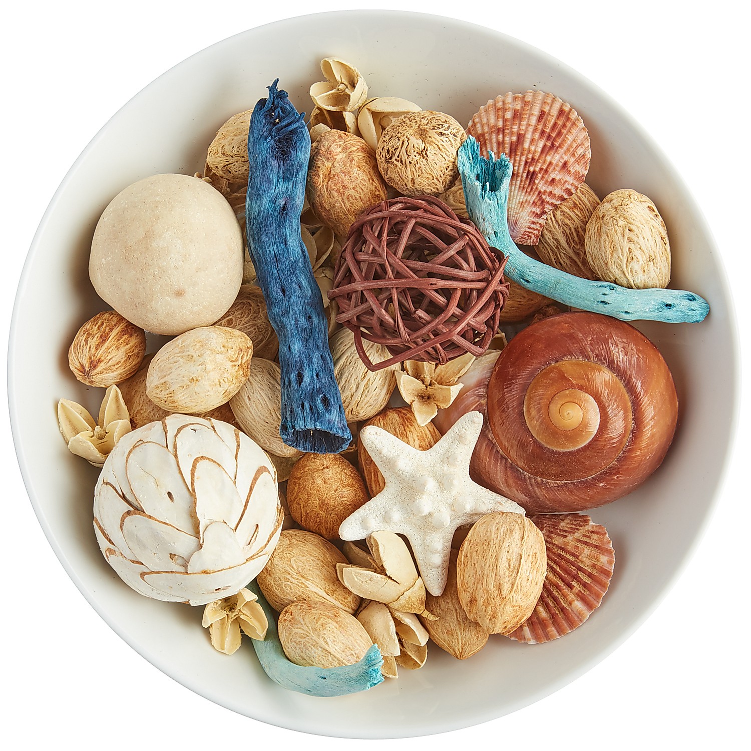 Sea Shell